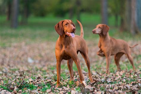 perros de jabali en venta|Perros de caza cachorros para jabali